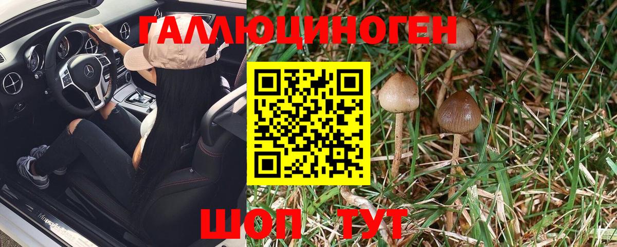 Псилоцибиновые грибы Psilocybine cubensis Новозыбков